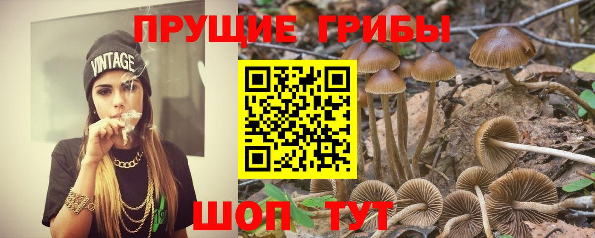 Псилоцибиновые грибы Psilocybine cubensis  Псилоцибиновые грибы ЛСД  Звенигород  Вход с VPN 